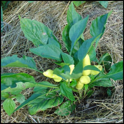 little green unripe peppers on a young 'Sweet Pickle' pepper plant in my garden