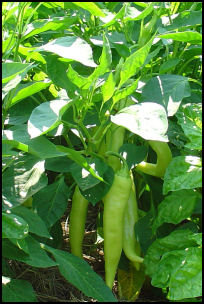 long green unripe 'Bananarama' peppers on a plant in my garden