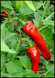 red, tapered 'Melrose' frying pepper ripening in my garden