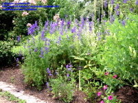 Rocket Larkspur by Dave's Garden member 'planter64'