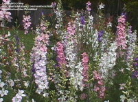 Rocket Larkspur by Dave's Garden member htop