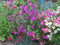 Mountain Garland by Dave's Garden member bemidjigreen