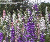 Rocket Larkspur by Dave's Garden member htop