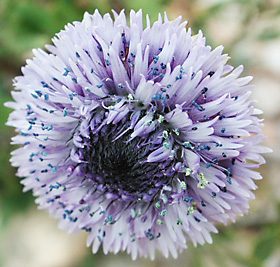 Globularia alypum