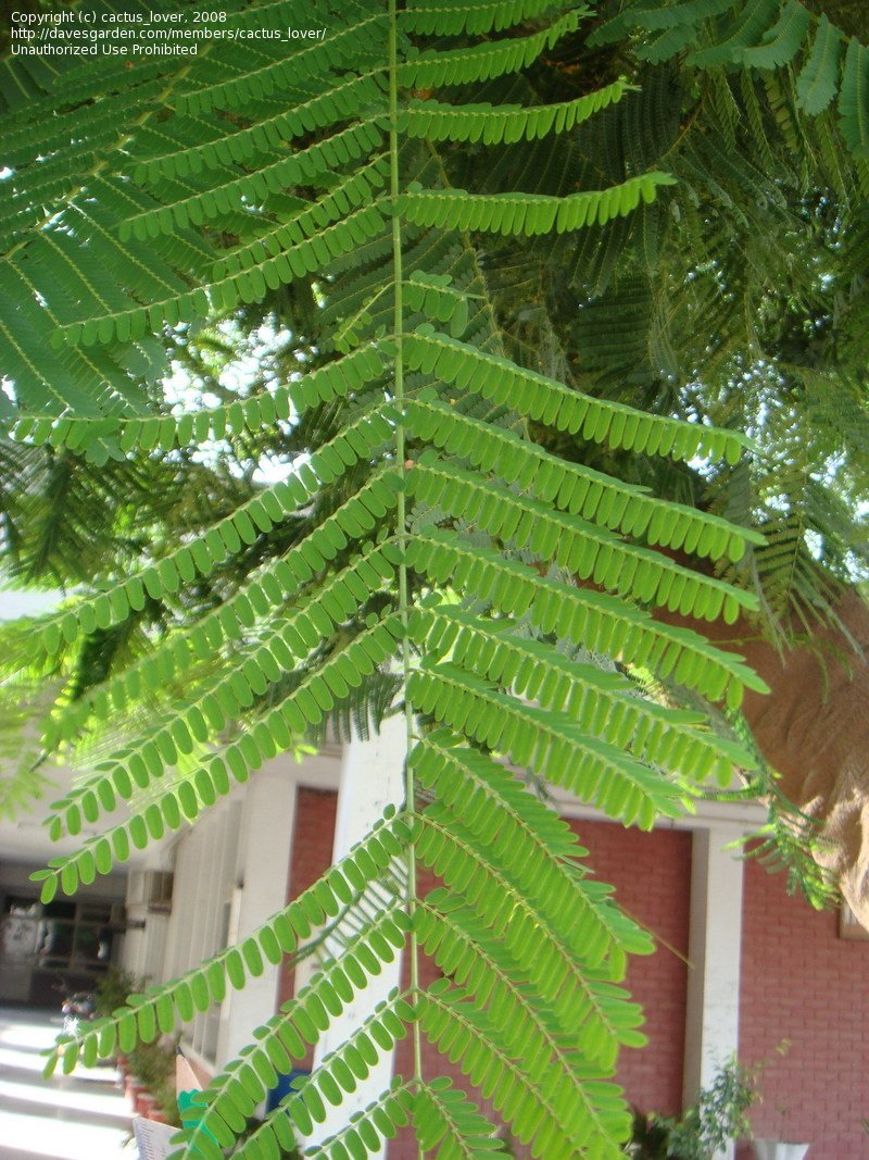 Compound leaves