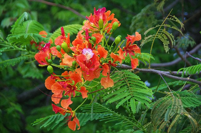 Coral and fuschia blooms