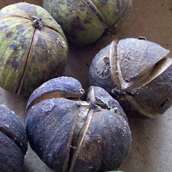 Hickory nut as it came off the tree, still in the husk.