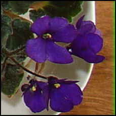 cluster of bell-shaped blooms on 'Baby Jay'