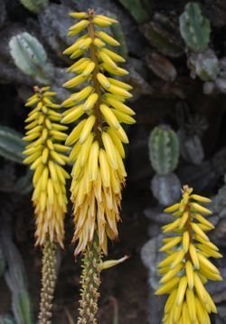 aloe vera flowers