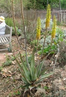 aloe vera in bloom