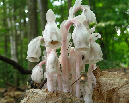 Pinkish Indian Pipe in leaves