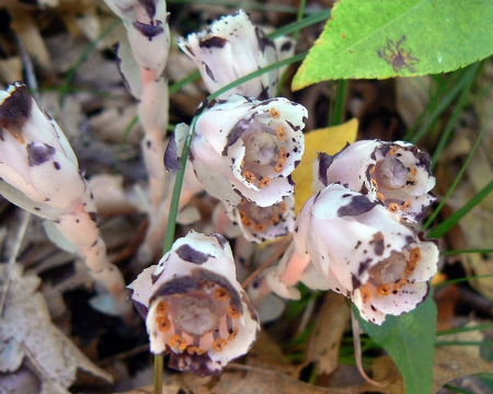 Ghost Plant turning black