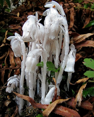 Bright white Ghost Plant