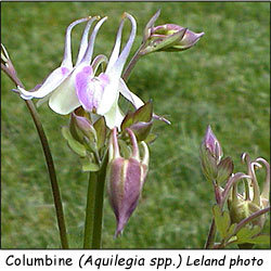 Columbine