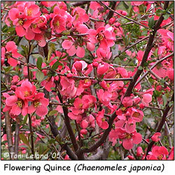 Flowering Quince