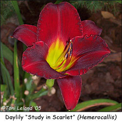 Daylily