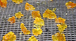 pears on a dehydrator rack