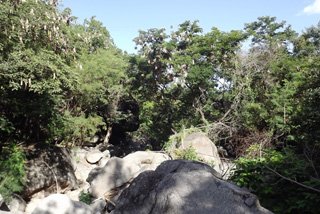 albizzia trees