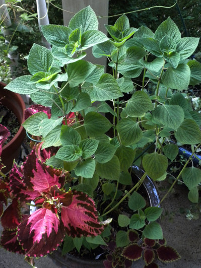 self sown chia (S.tiliifolia), NJ