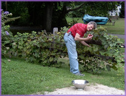 Harry, harvesting ripe grapes