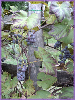 Red grapes ripening on vine