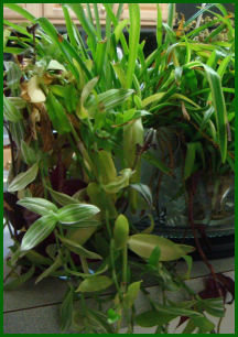 shows part of a platter on my counter crowded with vases of spider plant, wandering jew, and other cuttings