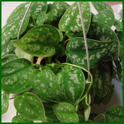 small basket with silver-spotted heart-shaped foliage of Satin Pothos