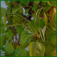 shiny green swedish ivy and big dangling variagated spider