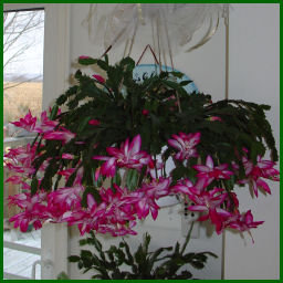 big basket of christmas cactus with hot pink blooms