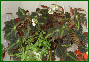 green, burgundy, and lime colored Rex begonia in basket with a bit of trailing coleus