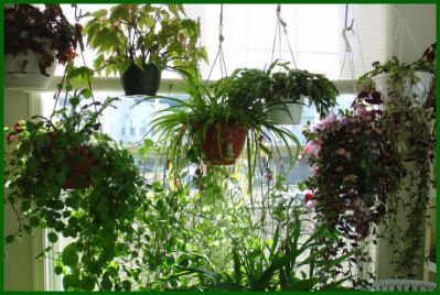 assortment of hanging baskets in front of a sunny double window