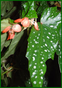 silver spotted leaf and peach bloom of angelwing begonia