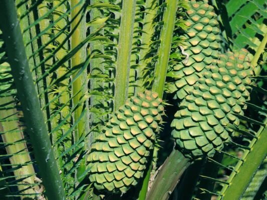 Enceph whitelockii cones