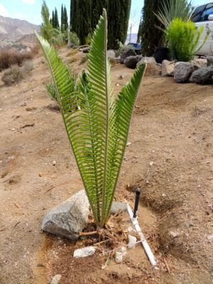 e whitelockii in my garden