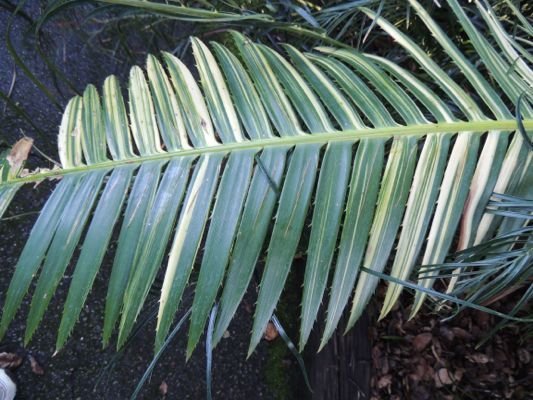 variegated Dioon