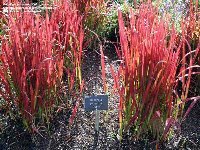 Cogongrass by Wilson Faircloth, USDA Agr. 