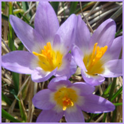 trio of star-shaped blooms of Crocus siberii Tricolor