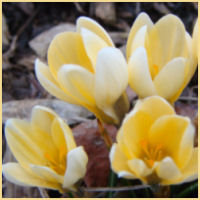 four pale buttery yellow snow crocus blooms