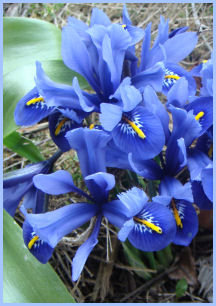 cluster of blue blooms of reticulated iris