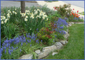 my front garden bed with a meandering border of grape hyacinths in front of a clump of daffodils 