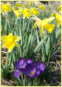 yellow daffodils with a blooming clump of 'Ruby Giant' Crocus