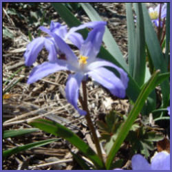 starry blue blooms of Chinodoxa