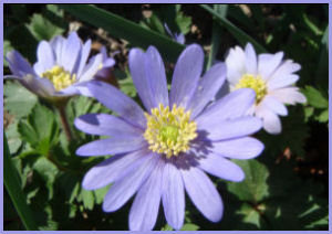 trio of blue petaled anemone blooms with yellow centers