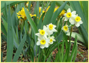 clusters of 'Minnow' daffodil blooms in front of iris foliage and yellow blooms