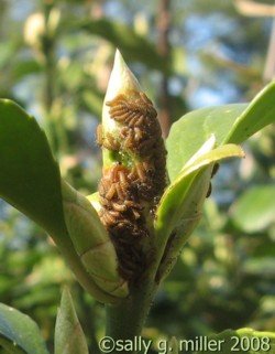 emerging baby caterpillars, not yet colored as older larvae