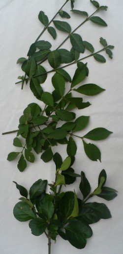 sample of foliage they will eat