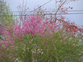 Redbud copyright April Campbell