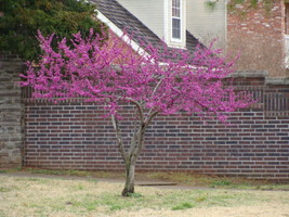 Redbud Copyright April Campbell