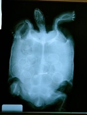 Tortoise xray