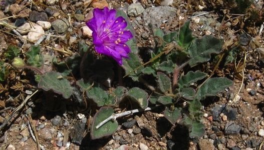 tortoise plant